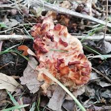 Image result for Podoscypha multizonata