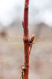 Attēlu rezultāti vaicājumam “Lasioptera rubi”