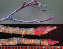 Attēlu rezultāti vaicājumam “Aronia melanocarpa bud”