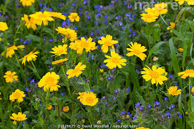 Image result for Chrysanthemum segetum