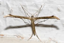 Attēlu rezultāti vaicājumam “Pterophoridae”