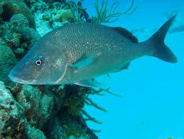 Image result for Haemulon album