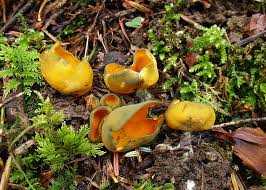 Attēlu rezultāti vaicājumam “Caloscypha fulgens”