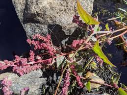 Attēlu rezultāti vaicājumam “Atriplex calotheca”