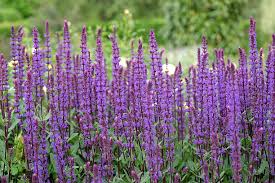 Attēlu rezultāti vaicājumam “Salvia nemorosa fruit”