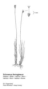 Attēlu rezultāti vaicājumam “Schoenus ferrugineus flower”