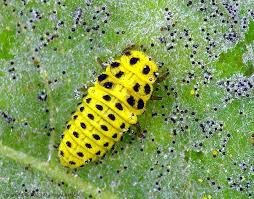 Attēlu rezultāti vaicājumam “Psyllobora vigintiduopunctata”