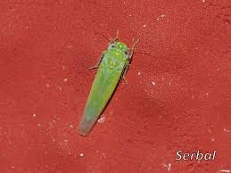 Attēlu rezultāti vaicājumam “Empoasca sp.”