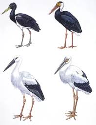 Attēlu rezultāti vaicājumam “Ciconiiformes”