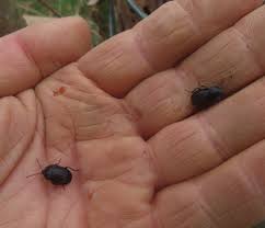 Attēlu rezultāti vaicājumam “Dendrophagus crenatus”
