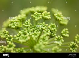 Attēlu rezultāti vaicājumam “Libanotis montana fruit”