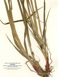 Attēlu rezultāti vaicājumam “Cribraria atrofusca stalked”