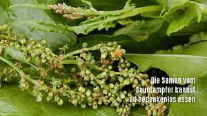 Image result for Sauerampfer