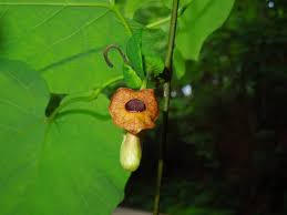 Attēlu rezultāti vaicājumam “Aristolochia durior flower”