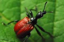 Attēlu rezultāti vaicājumam “Apoderus coryli”