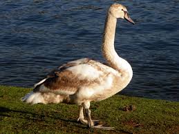 Attēlu rezultāti vaicājumam “Cygnus olor”