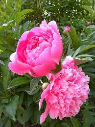 Attēlu rezultāti vaicājumam “Paeonia lactiflora flower”