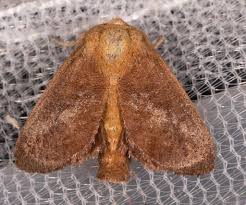 Attēlu rezultāti vaicājumam “Cephaloziella elachista macro”