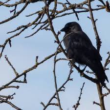 Attēlu rezultāti vaicājumam “Corvus monedula adult”
