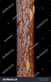 Attēlu rezultāti vaicājumam “x Sorbaronia fallax”