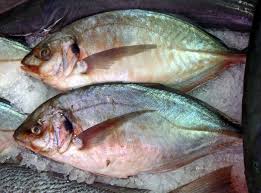 Image result for Pseudocaranx dentex