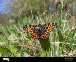 Attēlu rezultāti vaicājumam “Araschnia levana”