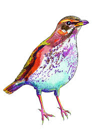 Image result for Bird