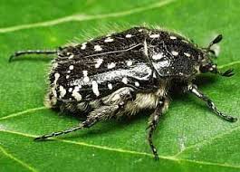 Attēlu rezultāti vaicājumam “Oxythyrea funesta”