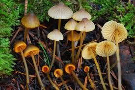 Attēlu rezultāti vaicājumam “Mycena”