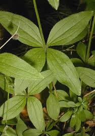 Attēlu rezultāti vaicājumam “Lycogala maculatum sessile”