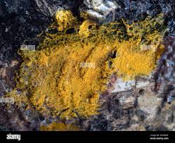 Attēlu rezultāti vaicājumam “Colloderma oculatum plasmodium”