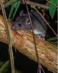 Attēlu rezultāti vaicājumam “Cricetidae”