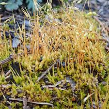 Attēlu rezultāti vaicājumam “Funariales”