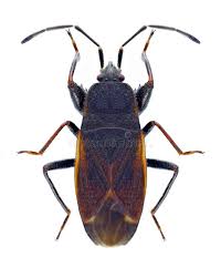 Attēlu rezultāti vaicājumam “Eremocoris plebejus”