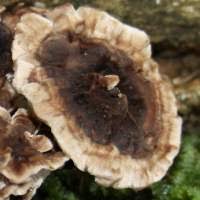 Attēlu rezultāti vaicājumam “Phellodon melaleucus”