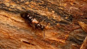 Billedresultat for rovbille