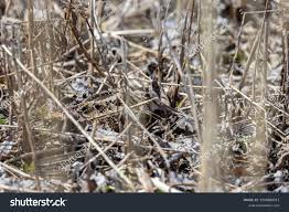 Attēlu rezultāti vaicājumam “Scolopax rusticola nest”