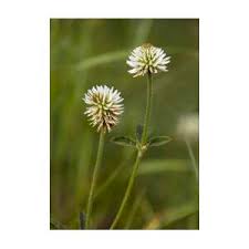 Attēlu rezultāti vaicājumam “Trifolium montanum”