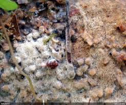 Attēlu rezultāti vaicājumam “Anomoporia bombycina”