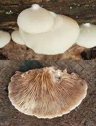 Attēlu rezultāti vaicājumam “Crepidotus versutus”