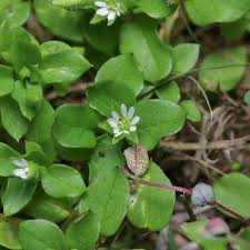 Attēlu rezultāti vaicājumam “Stellaria crassifolia”