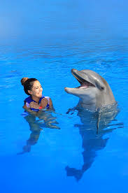Image result for Adventure Dolphin