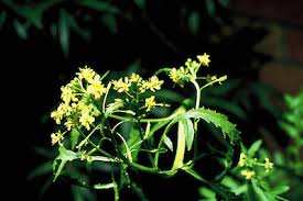 Attēlu rezultāti vaicājumam “Rorippa palustris flower”