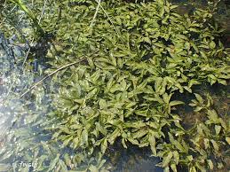 Attēlu rezultāti vaicājumam “Potamogeton lucens”