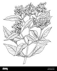 Attēlu rezultāti vaicājumam “Chaerophyllum aromaticum fruit”