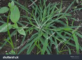 Attēlu rezultāti vaicājumam “Digitaria ischaemum leaf”