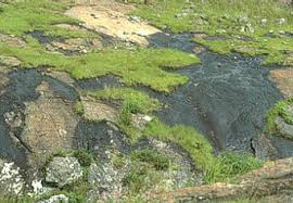 Attēlu rezultāti vaicājumam “Cyanophyta”