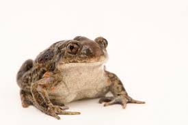 Attēlu rezultāti vaicājumam “Pelobates fuscus”