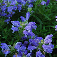 Attēlu rezultāti vaicājumam “Dracocephalum ruyschiana fruit”