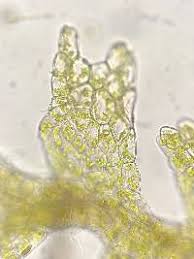 Attēlu rezultāti vaicājumam “Cephalozia catenulata”